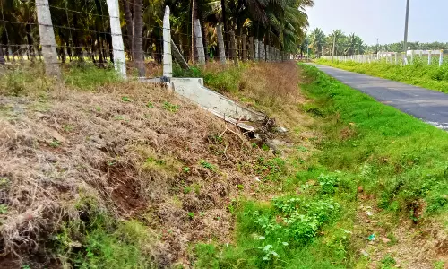 தளி பகுதியில் சாலையோரம் வளர்ந்துள்ள புற்களுக்கு மருந்து தெளித்து பட்டுப்போக வைப்பதால் கால்நடைகள் வளர்ப்போர் வேதனை அடைந்துள்ளனர்.