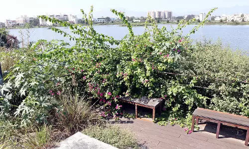 பணிமுடியாமல் பாழ்பட்டுபோகுது ஸ்மார்ட் சிட்டி குளம்...