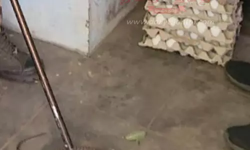 முட்டைகளை விழுங்கிய பாம்பு பிடிபட்டது முட்டைகளை விழுங்கிய பாம்பு பிடிபட்டது