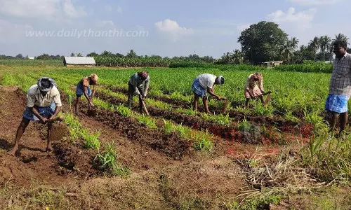 மழையால் தீவனப்புல் சாகுபடி பாதிப்பு மழையால் தீவனப்புல் சாகுபடி பாதிப்பு