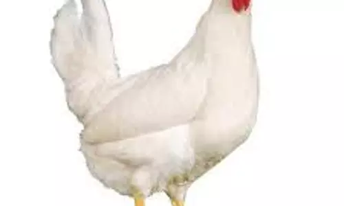 நாமக்கல் மண்டலத்தில்  கறிக்கோழி கிலோவுக்கு ரூ.2 உயர்வு