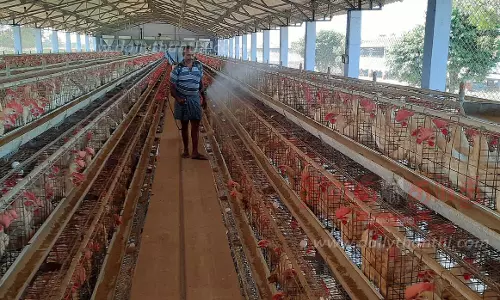 கேரளாவில் பறவை காய்ச்சல் எதிரொலி:  நாமக்கல் கோழிப்பண்ணைகளில்   முன்எச்சரிக்கை நடவடிக்கை தீவிரம்