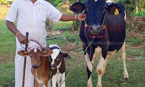 பவானி அருகே  2 கன்றுக்குட்டிகளை ஈன்ற பசு