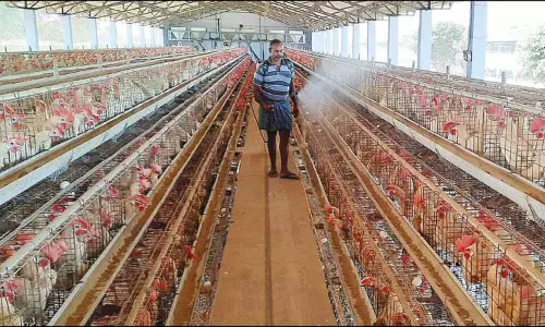 கேரளாவில் பறவை காய்ச்சல் எதிரொலி: கோழிப்பண்ணைகளில் முன்னெச்சரிக்கை நடவடிக்கை தீவிரம்
