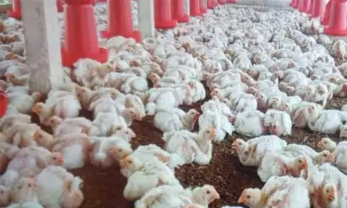 பறவை காய்ச்சல் எதிரொலி: கேரளாவிலிருந்து நீலகிரிக்கு கறிக்கோழிகள் கொண்டு வர தடை