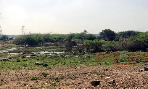 மோகனூர் பகுதியில் காவிரி ஆற்றை ஆக்கிரமித்த சீமைக்கருவேல மரங்கள் அகற்ற நடவடிக்கை எடுக்கப்படுமா? மோகனூர் பகுதியில் காவிரி ஆற்றை ஆக்கிரமித்த சீமைக்கருவேல மரங்கள் அகற்ற நடவடிக்கை எடுக்கப்படுமா?