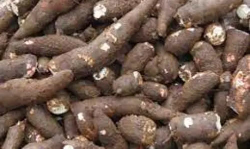 பரமத்திவேலூர் பகுதியில்  மரவள்ளிக்கிழங்கு விலை டன் ரூ.500 உயர்வு  விவசாயிகள் மகிழ்ச்சி