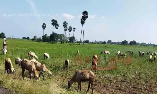 மழையின்றி கருகிய நெற்பயிரில் ஆடுகளை மேயவிட்ட விவசாயிகள்