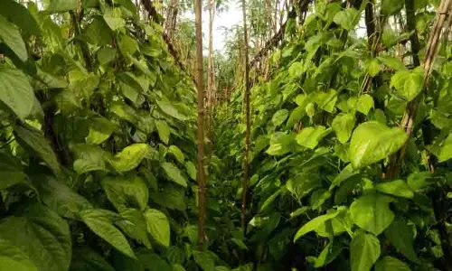 நோய் தாக்கும் அவலம்: புகழூரில் வெற்றிலை ஆராய்ச்சி மையம் தொடங்கப்படுமா?