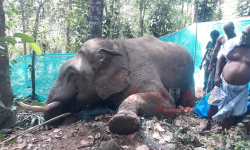 அருமனை அருகேரப்பர் தோட்டத்தில் இறந்து கிடந்த யானை அருமனை அருகேரப்பர் தோட்டத்தில் இறந்து கிடந்த யானை