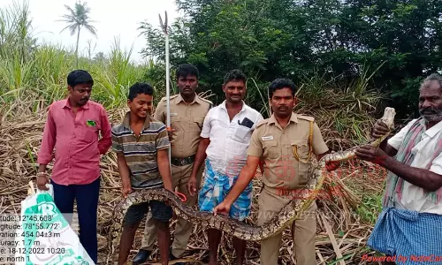 13 அடி நீள மலைப்பாம்பு பிடிபட்டது