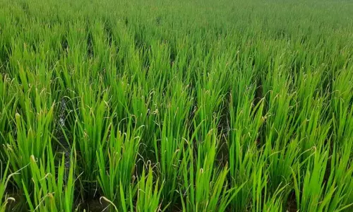 நெற் பயிரில் இலை கருகல் நோய் பாதிப்பு