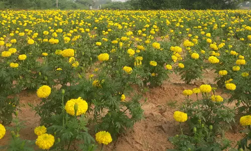 பூத்துக்குலுங்கும் சாமந்தி பூக்கள்