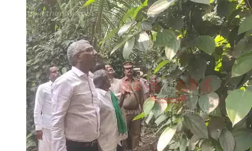 கீரமங்கலம் பகுதியில் மிளகு சாகுபடி; சுப்ரீம் கோர்ட்டு நீதிபதி பார்வையிட்டார்