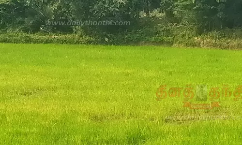 சம்பா பயிர்களை தாக்கும் மஞ்சள் நோய் விவசாயிகள் கவலை சம்பா பயிர்களை தாக்கும் மஞ்சள் நோய் விவசாயிகள் கவலை