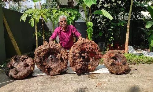 திருவட்டார் அருகே62 கிலோ ராட்சத சேனைக்கிழங்கை விளைவித்த விவசாயி திருவட்டார் அருகே62 கிலோ ராட்சத சேனைக்கிழங்கை விளைவித்த விவசாயி