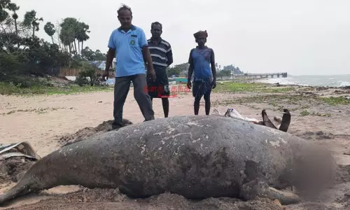 ராமேசுவரம் அருகே இறந்த நிலையில் கரை ஒதுங்கிய 300 கிலோ கடல் பசு...! கப்பல் மோதியதா...?