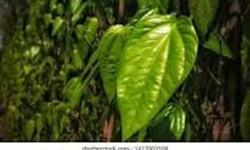 பரமத்திவேலூரில் வெற்றிலை விலை வீழ்ச்சி