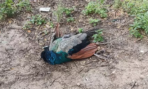 பழனி அருகே சாலையோரத்தில் இறந்து கிடந்த மயில்