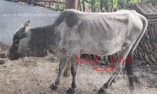 தாளவாடி அருகே சிறுத்தை தாக்கி கன்றுக்குட்டி படுகாயம்