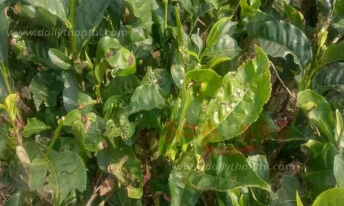 இலைப்பேன்கள் தாக்குதலால் தேயிலைச் செடிகளில் மகசூல் பாதிப்பு