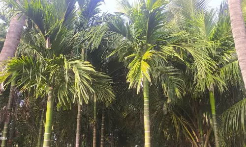 பாக்கு கொள்முதல் நிலையம்