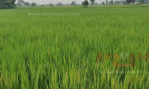 நீடாமங்கலம் பகுதியில் 43,280 ஏக்கரில் சம்பா-தாளடி சாகுபடி