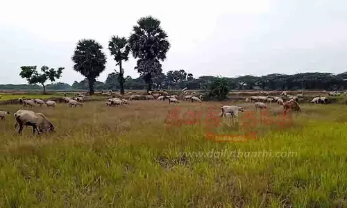 மணமேல்குடி ஒன்றியத்தில் மழை இல்லாததால் பயிர்கள் கருகின