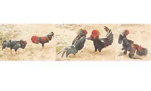 அனல்பறந்த சேவல் சண்டை