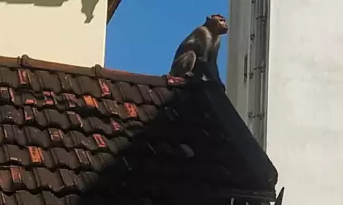 குடியிருப்புக்குள் சுற்றித்திரியும் குரங்குகள்