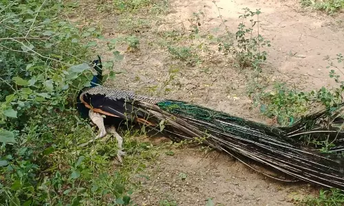 விவசாய தோட்டத்தில் மயங்கி கிடந்த மயில்