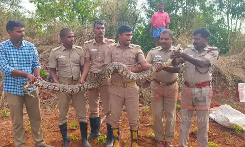 நாமகிரிபேட்டை அருகேவிவசாயி தோட்டத்தில் மலைப்பாம்பு பிடிபட்டது