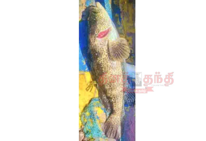 A point kalawa fish caught in a fisherman's net | மீனவர் வலையில் ...