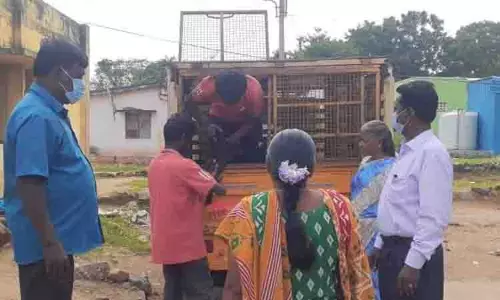 தெருநாய்களுக்கு கருத்தடை