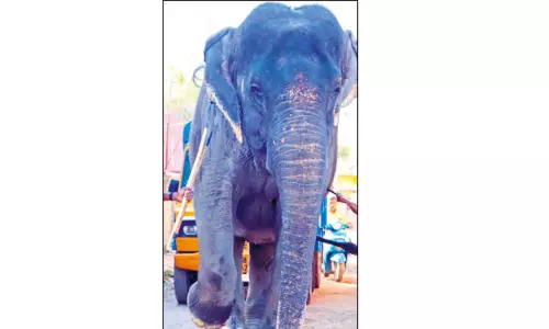 மதுரையில் வீட்டில் வளர்த்த யானை மீட்பு -வனத்துறையினர் நடவடிக்கை