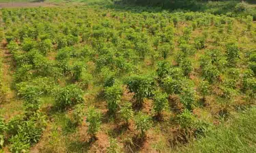 செழிப்பாக வளர்ந்து வரும் மிளகாய் செடிகள் செழிப்பாக வளர்ந்து வரும் மிளகாய் செடிகள்