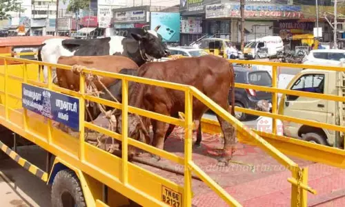 சாலையில் சுற்றித்திரிந்த மாடுகள் பிடிக்கப்பட்டன