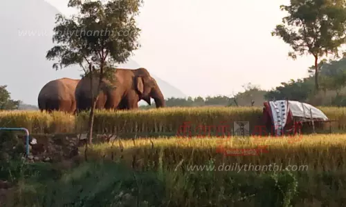 பென்னாகரம் அருகேவிவசாய நிலங்களில் சுற்றித்திரியும் காட்டு யானைகள்வனப்பகுதிக்கு விரட்டும் பணி தீவிரம்