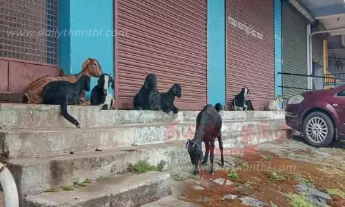 சாலைகளில் சுற்றித்திரியும் கால்நடைகளை கோசாலைக்கு கொண்டு செல்ல வேண்டும்-பொதுமக்கள் கோரிக்கை