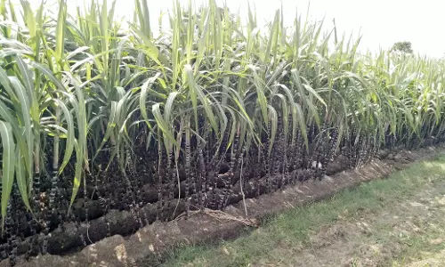 பொங்கல் பரிசு தொகுப்பில் இடம் பெறவில்லை: கரும்பின் விலை வீழ்ச்சி அடையுமா?