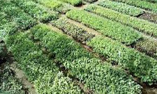 தேசிய விவசாயிகள் தினம்