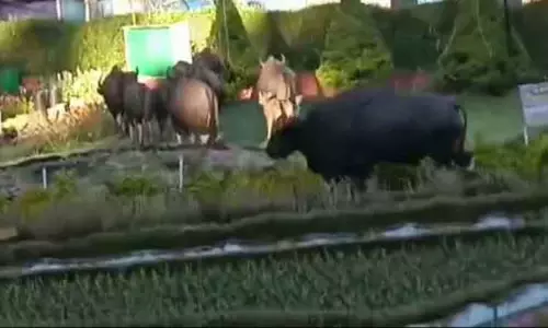 பிரையண்ட் பூங்காவுக்குள் புகுந்த காட்டெருமைகள் பிரையண்ட் பூங்காவுக்குள் புகுந்த காட்டெருமைகள்