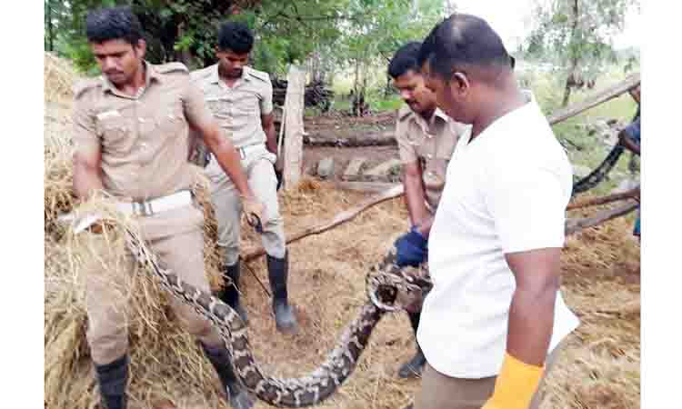 A 12-foot-long python was caught in a hay fight | வைக்கோல் போரில் ...