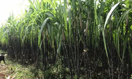 கரும்பு சாகுபடியில் நஷ்டம் ஏற்பட வாய்ப்பு - விவசாயிகள் கரும்பு சாகுபடியில் நஷ்டம் ஏற்பட வாய்ப்பு - விவசாயிகள்