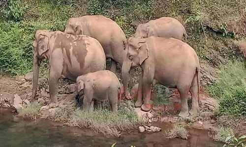 வால்பாறையில் தேயிலை தோட்ட அதிகாரியின் வீட்டை சூறையாடிய காட்டு யானைகள்