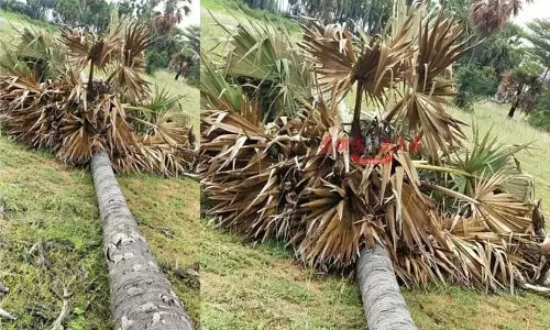 சோலார் பேனல் அமைக்க பனை மரங்களை வெட்டி சாய்த்த தனியார் நிறுவனம்...! தூத்துக்குடியில் பரபரப்பு