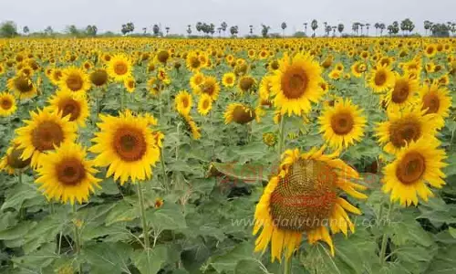 சூரியகாந்தியில் அதிக மகசூல் பெற வாய்ப்பு