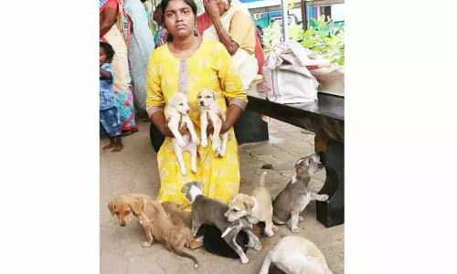 நாய் குட்டிகளை பையில் எடுத்து வந்த பிளஸ்-2 மாணவி