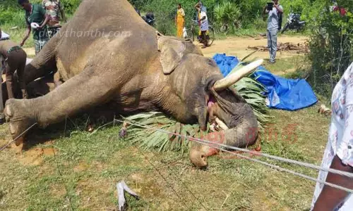 மின்சாரம் தாக்கி யானை சாவு