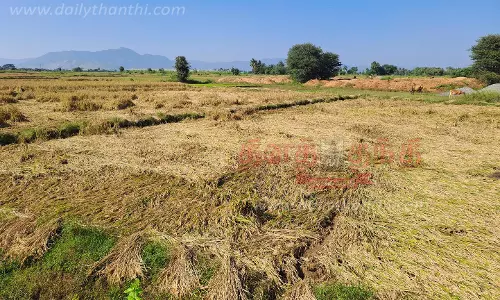 மழையால் பாதிக்கப்பட்ட 200 எக்டர் நெற்பயிர்களுக்கு நிவாரணம் வழங்க கோரிக்கை மழையால் பாதிக்கப்பட்ட 200 எக்டர் நெற்பயிர்களுக்கு நிவாரணம் வழங்க கோரிக்கை